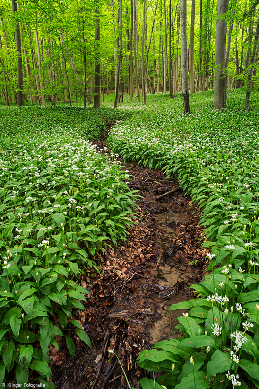 Ramson Forest