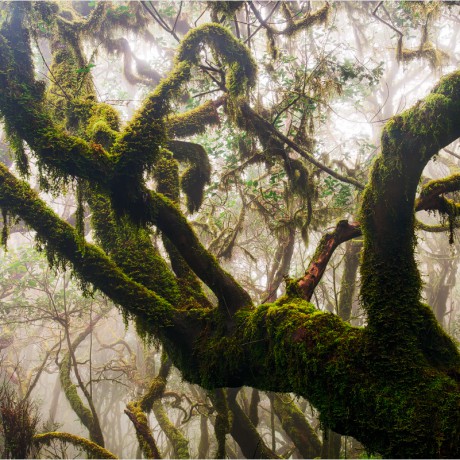 la gomera