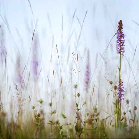orchids