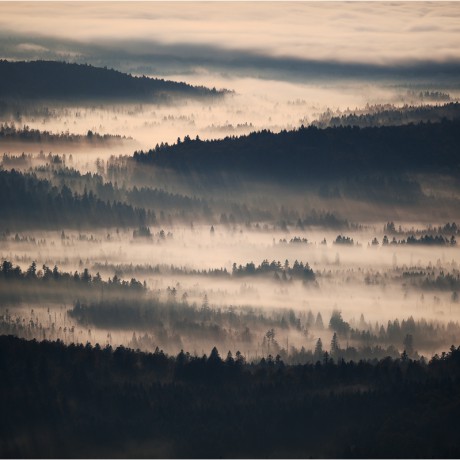 bavarian forest