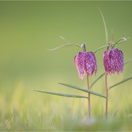 fritillaria meleagris