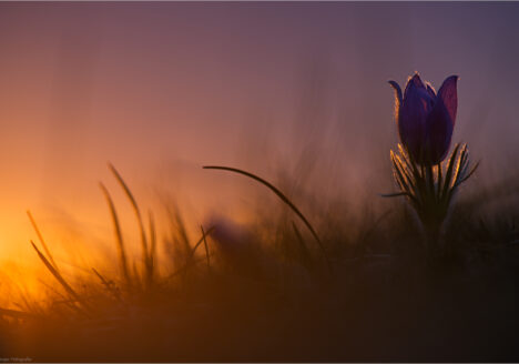Pulsatilla vulgaris